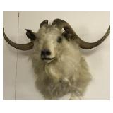 Taxidermy Mountain Goat Head Mount