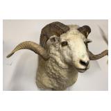 Taxidermy Mountain Ram Head Mount
