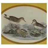 2 Framed Shorebirds Prints