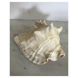 Sea shell