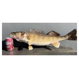 Taxidermy Walleye Fish Mount
