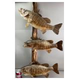 Smallmouth Bass Taxidermy Mounts