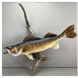 Taxidermy 21.5 Inch Walleye Fish Mount