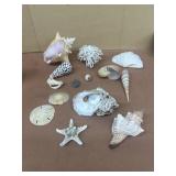 Seashells