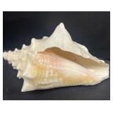 Large Sea shell