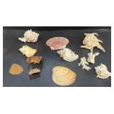 Sea shells