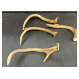 Deer antlers