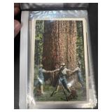 Postcards of large trees