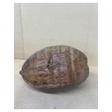 Large coconut seed