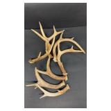 Deer Antlers