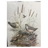 Frame print of birds 20' x 24 1/2'