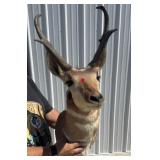 Prong-horn Antelope Shoulder Mount, Nice!