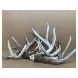 Deer  antlers-NO SHIPPING