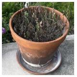 Eight terra-cotta flower pots