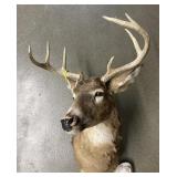 Deer mount