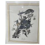 Auburn bird blue Jay print