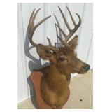 Deer Mount. 12 Point BUCK