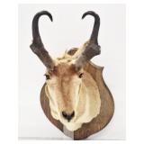 Taxidermied Pronghorn Antelope