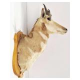 Taxidermied Pronghorn Antelope