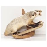 Taxidermied Badger