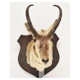 Taxidermied Pronghorn Antelope