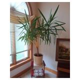 Spineless Yucca Live Plant