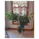 2 Umbrella Tree Plants