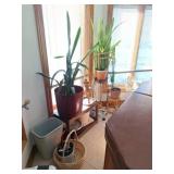 Planters, Snake Plants