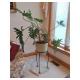 Philodendron Live Plant