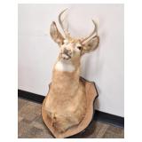6-Point Buck / Deer Taxidermy