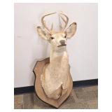 8-Point Buck / Deer Taxidermy