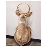 8-Point Buck / Deer Taxidermy