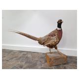 Taxidermy Male Ring-Neck Pheasant