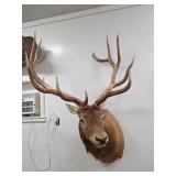 Taxidermy Mountain Elk Shoulder Mount