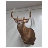 Taxidermy White Tale Deer Shoulder Mount
