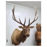 Taxidermy Rocky Mountain Elk Shoulder Mount