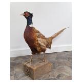 Taxidermy Male Ring-Neck Pheasant