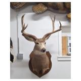 Taxidermy Male Mule Deer Shoulder Mount