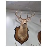 Taxidermy White Tale Buck Shoulder Mount