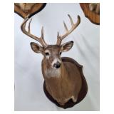 Taxidermy White Tale Deer Shoulder Mount