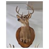 Taxidermy White Tale Deer Shoulder Mount