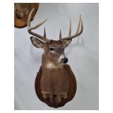 Taxidermy White Tale Deer Shoulder Mount