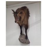 Taxidermy Himalayan Tahr