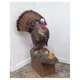 Taxidermy Turkey in Full strut pose