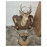 Deer Head Mount with Hoofs