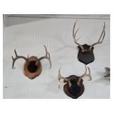 Three White Tale Antlers