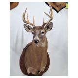 Taxidermy White Tale Deer Shoulder Mount
