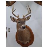 Taxidermy White Tale Deer Shoulder Mount