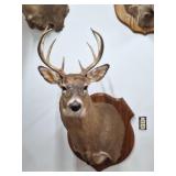 Taxidermy White Tale Deer Shoulder Mount