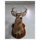 Taxidermy White Tale Deer Shoulder Mount